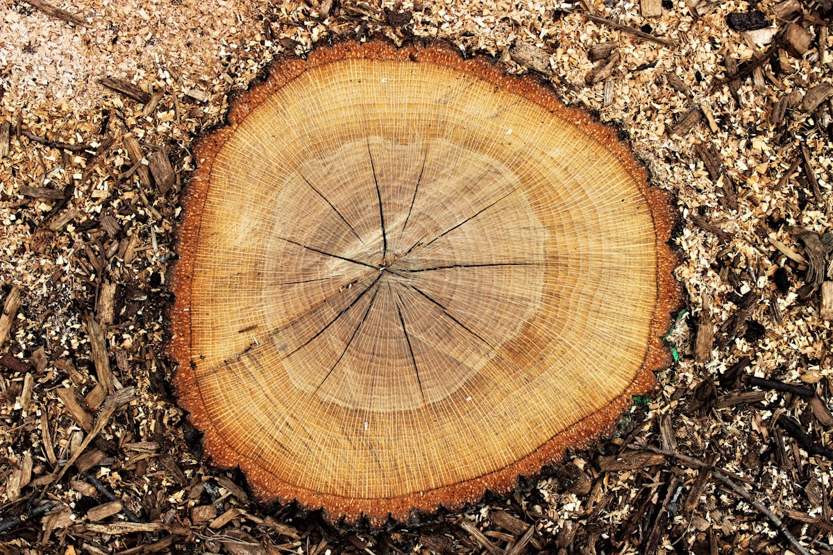 Crown thinning & dead-wooding